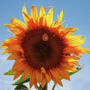 Glowing Sunflower square Photograph by Tatiana Travelways