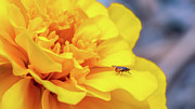Gnat On A Yellow Flower Photograph by Gemma Mae Flores Sellers