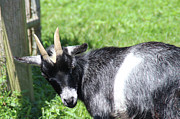 Goat With An Attitude Photograph by Demetrai Johnson