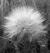 Goatsbeard Puffball Seedhead in Black and White Photograph by Shelli Fitzpatrick
