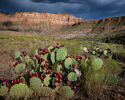 God's Bounty Photograph by Dave Diegelman God's Bounty Photograph by Dave Diegelman