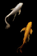 Gold and Silver Photograph by W Chris Fooshee