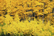 Gold at Silver Lake Photograph by Cory Milligan