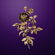 Gold One Hundred Leaved Rose on Royal Purple n.01734 Painting by Holy Rock Design