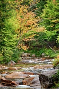 Gold Over The Ammonoosuc #2878 Photograph by Dan Beauvais