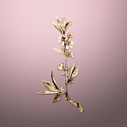 Gold Pink Flower Branch on Rose Quartz n.02768 Painting by Holy Rock Design