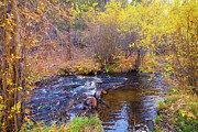 Golden Autumn Creek Serene Fall Foliage Nature Photography Photograph by James BO Insogna