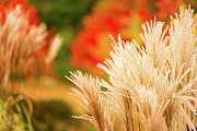 Golden Autumn Grass Photograph by Jeff Sinon