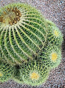 Golden Barrel Cactus  Photograph by Anorel