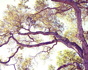 Golden Boughs Photograph by Lupen Grainne
