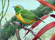 Golden-browed Chlorophonia Painting by Barry Kent MacKay