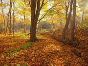 Golden Carpet II Photograph by Alan Norsworthy