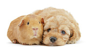 Golden Cockapoo and Guinea together Photograph by Warren Photographic