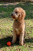 Golden doodle  Photograph by Bess Carter
