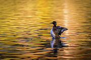 Golden eye on a golden lake Photograph by Lyl Dil Creations