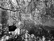 Golden Gate Park Photograph by Sharon Yencharis