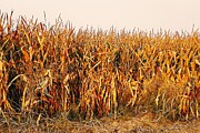 Golden Harvest End of Season in the Cornfield Photograph by Travel Essayist