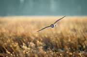 Golden Horizon Photograph by James Overesch