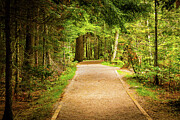 Golden Hour Forest Trail - A Scenic Path Through the Woods Photograph by Brigitte Blanchette Thompson Golden Hour Forest Trail - A Scenic Path Through the Woods Photograph by Brigitte Blanchette Thompson