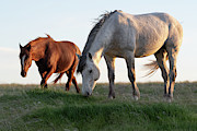 Golden Hour Photograph by Mary Hone