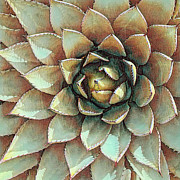 Golden Madonna Agave Photograph by Rebecca Herranen