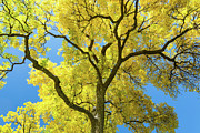 Golden Majesty - A Cottonwood's Radiant Reverie Photograph by James BO Insogna