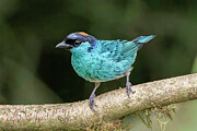 Golden-naped Tanager Photograph by Adam Rainoff