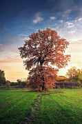 Golden oak tree in the autumn field Photograph by Dejan Travica Golden oak tree in the autumn field Photograph by Dejan Travica
