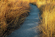 Golden Pathway in the Texas Hill Country Photograph by Brigitte Blanchette Thompson Golden Pathway in the Texas Hill Country Photograph by Brigitte Blanchette Thompson
