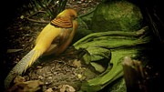 Golden Pheasant Photograph by Robert Bociaga