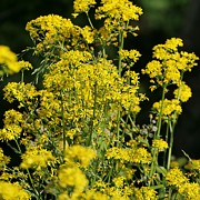 Golden Ragwort with a bee Photograph by Bentley Davis Golden Ragwort with a bee Photograph by Bentley Davis