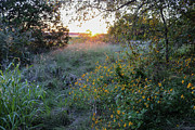 Golden rays upon the canopy and wildflowers Photograph by Brigitte Blanchette Thompson Golden rays upon the canopy and wildflowers Photograph by Brigitte Blanchette Thompson