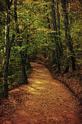 Golden road Photograph by Adrian Limani