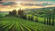 Golden sunset over Tuscan vineyards Photograph by Stefano Orazzini