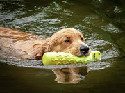 Golden Swim Photograph by GeeLeesa Photography and FineArt