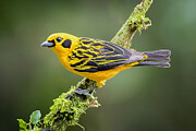 Golden Tanager Photograph by Adam Rainoff