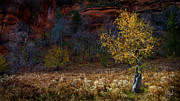 Golden Tree Photograph by Peter Cutler