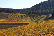 golden vines-Victoria-Australia Photograph by Joy Watson