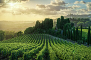 Golden vineyards in Tuscany Photograph by Stefano Orazzini