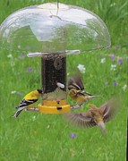 Goldfinch Rush Photograph by Linda Stern