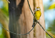 Goldfinch With Nesting Material Photograph by Victoria Plut