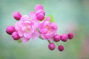 Gorgeous Pink Crabapple Blossoms Photograph by Anita Pollak