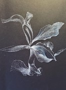 Grace Drawing by Rosanne Licciardi