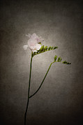 Graceful flower - Freesia - vintage style Photograph by Melanie Viola Graceful flower - Freesia - vintage style Photograph by Melanie Viola