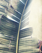 Graceful Leaves Photograph by Lupen Grainne
