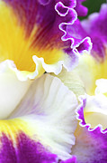 Graceful Photograph by Patty Colabuono
