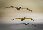 Graceful Pelicans in Flight - A Coastal Spectacle Photograph by Rebecca Herranen