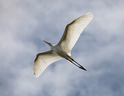 Graceful white egret gliding in the blue sky with outstretched w Photograph by Charles Floyd Graceful white egret gliding in the blue sky with outstretched w Photograph by Charles Floyd