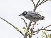 Graceful Yellow-crowned Heron Poised on a Tree Limb Photograph by Kristia Adams