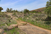 Desert Path Winding Through Prickly Pear and Granite at Enchanted Rock Photograph by Brigitte Blanchette Thompson Desert Path Winding Through Prickly Pear and Granite at Enchanted Rock Photograph by Brigitte Blanchette Thompson